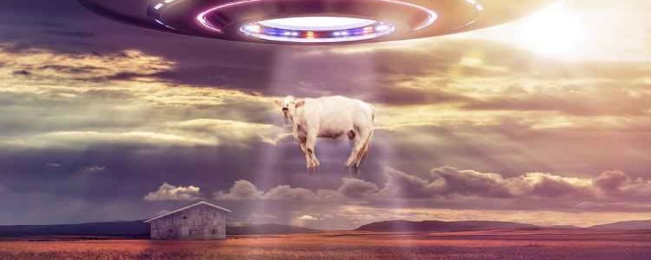 O Caso do Bezerro Arrebatado