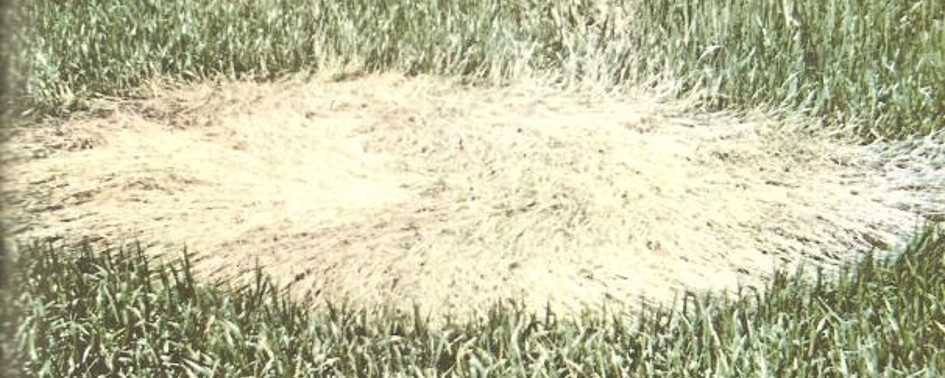 Pouso em Tully, Austrália Pouso em Tully, Austrália