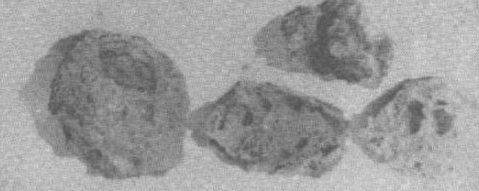 O Caso de Los Paraísos