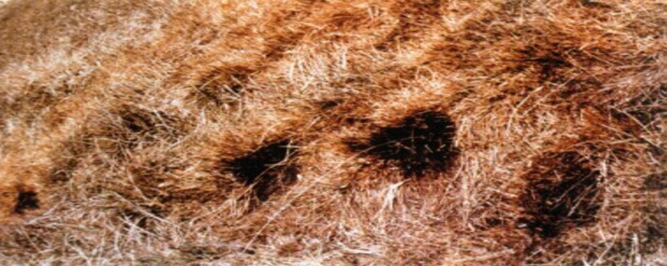 Aterrissagem de UFO em Burgos, Espanha