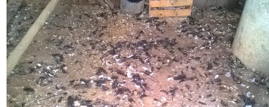 Chupacabras teria atacado em Curitiba, em 2018?