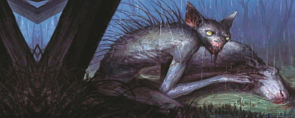 Estranho animal ataca em Canoinhas (SC)