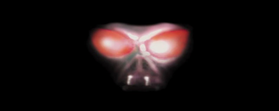 Hipóteses e Teorias sobre o Chupacabras