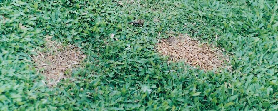 O Caso Sítio Feliz O Caso Sítio Feliz